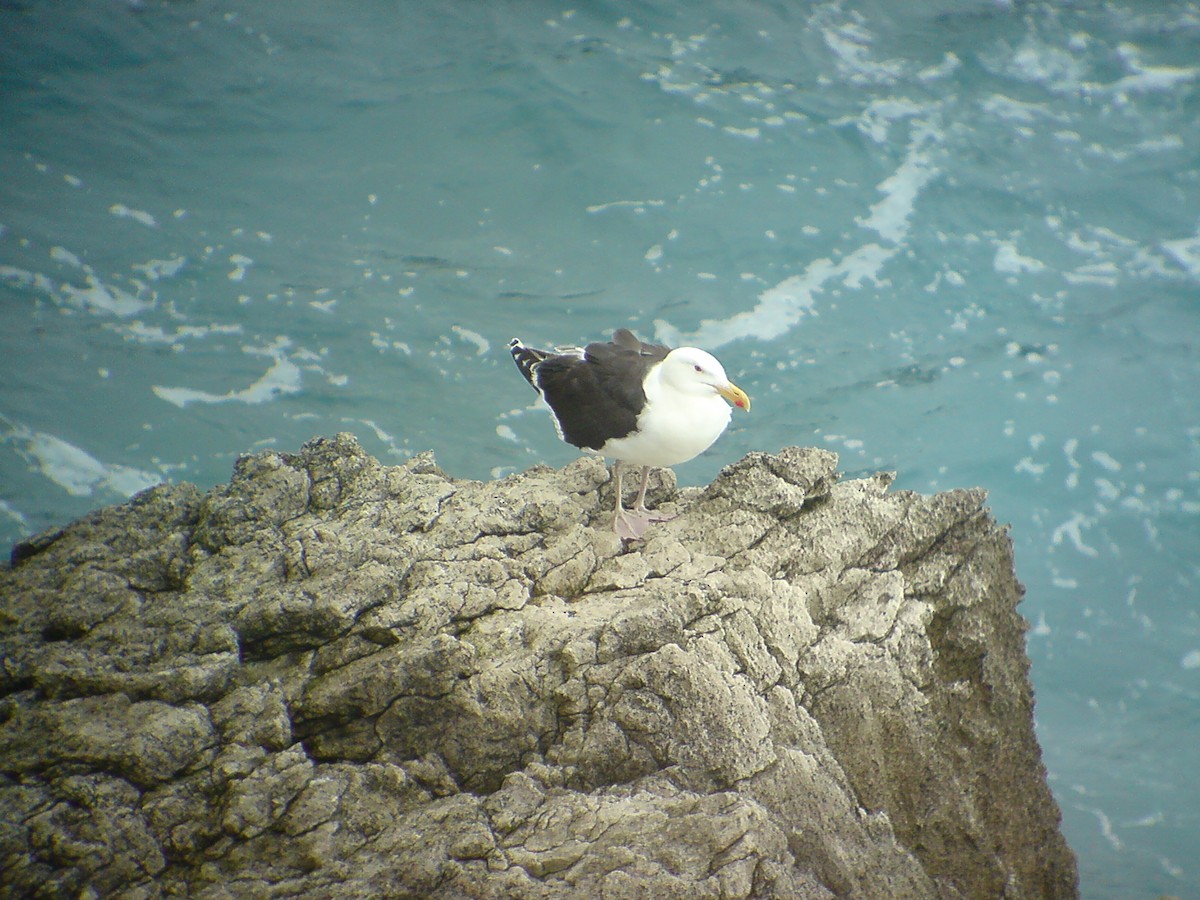 Great Black-backed Gull - ML270490701