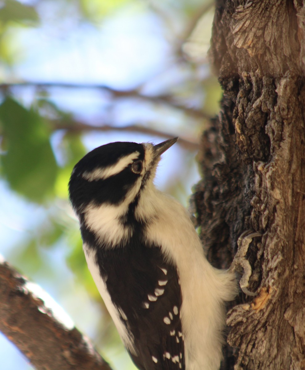 Downy Woodpecker - Michael Stremciuc