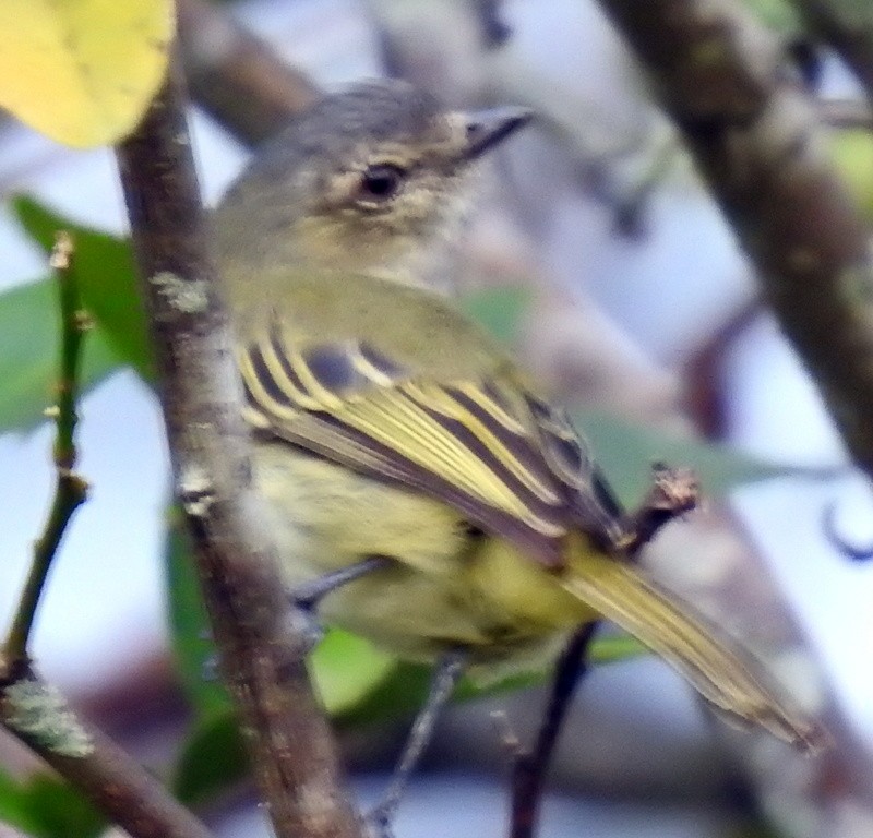 Slaty-capped Flycatcher - ML270494801