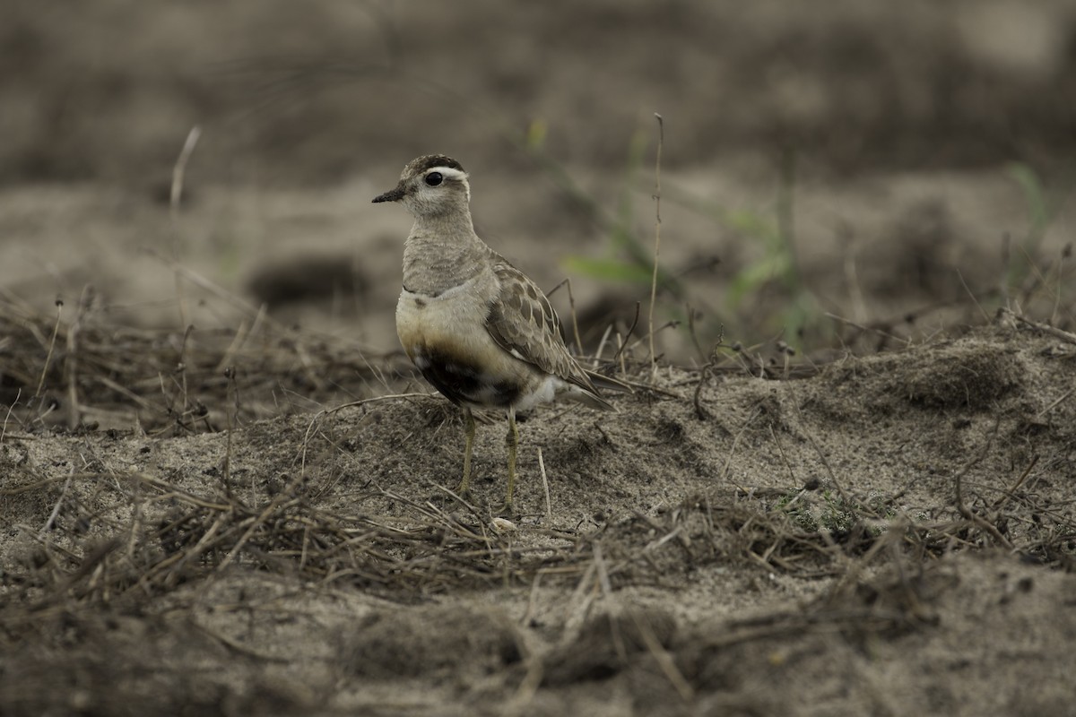 Eurasian Dotterel - ML270494911