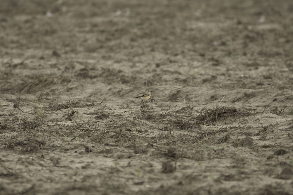 Northern Wheatear (Greenland) - ML270495001