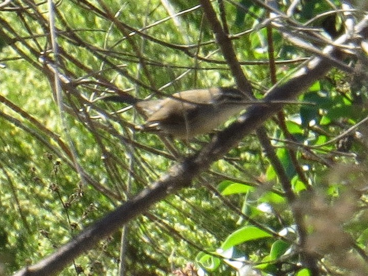 Bewick's Wren - ML270496511