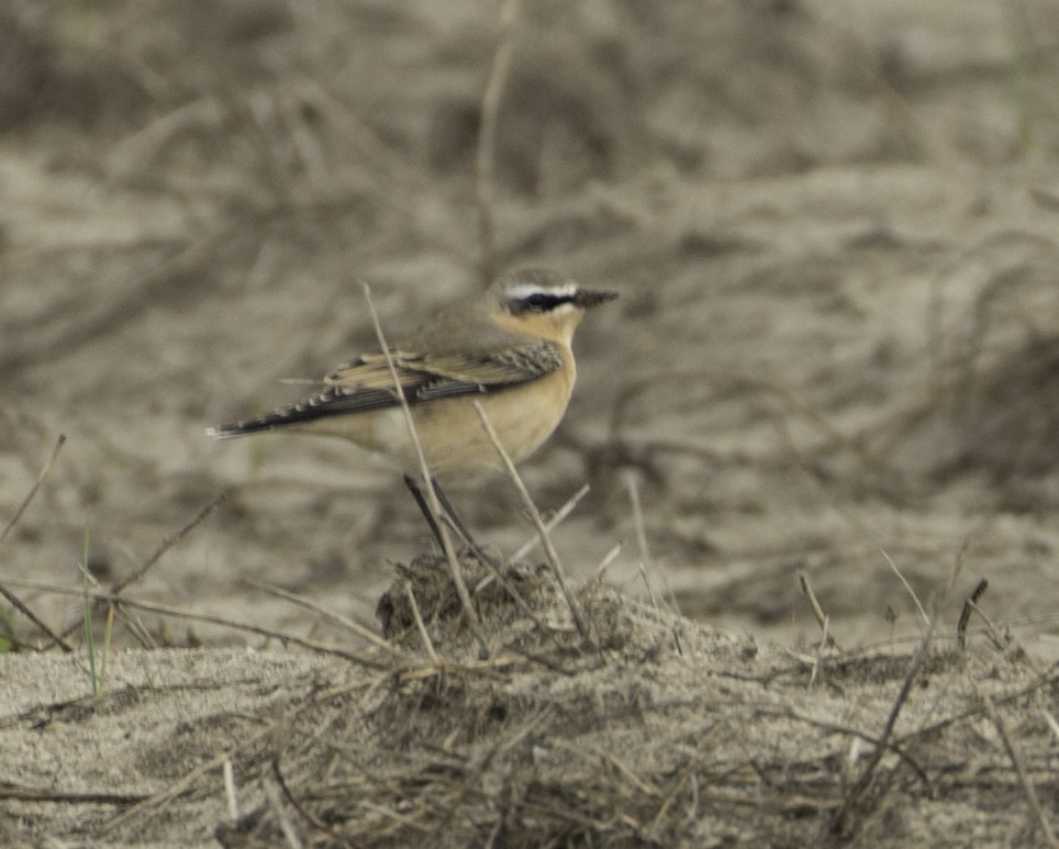 Northern Wheatear (Greenland) - ML270496921