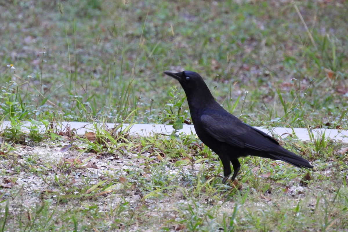 American Crow - ML270497201