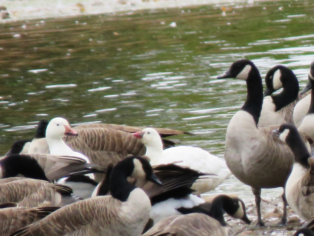Ross's Goose - Holly Sweeney