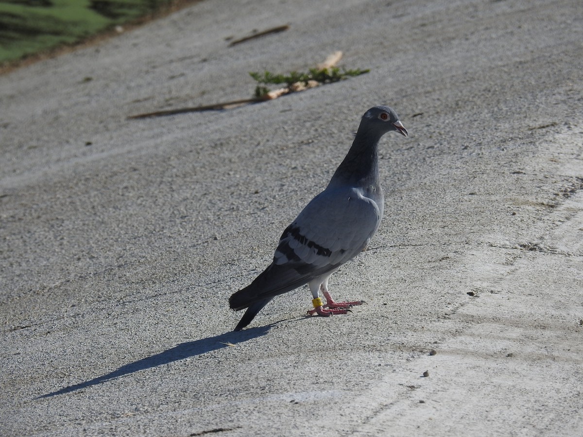 Rock Pigeon (Feral Pigeon) - Kimball Garrett