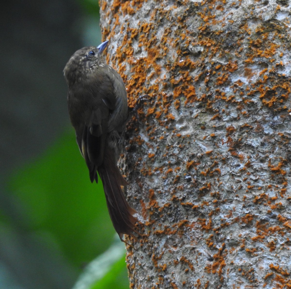 Wedge-billed Woodcreeper - ML270502411