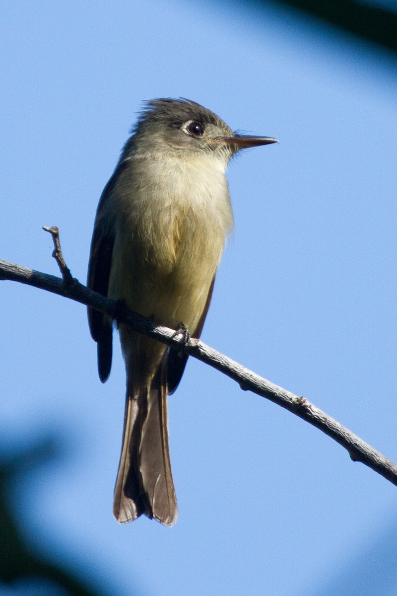 Cuban Pewee - David Robichaud