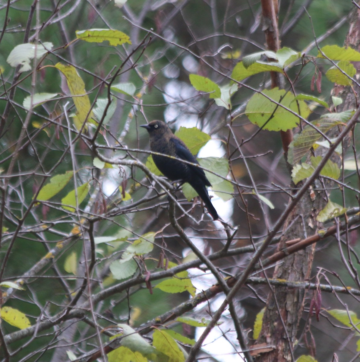 Rusty Blackbird - ML270503601