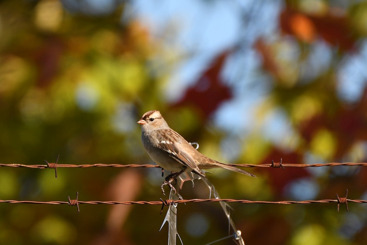 White-crowned Sparrow - ML270504181