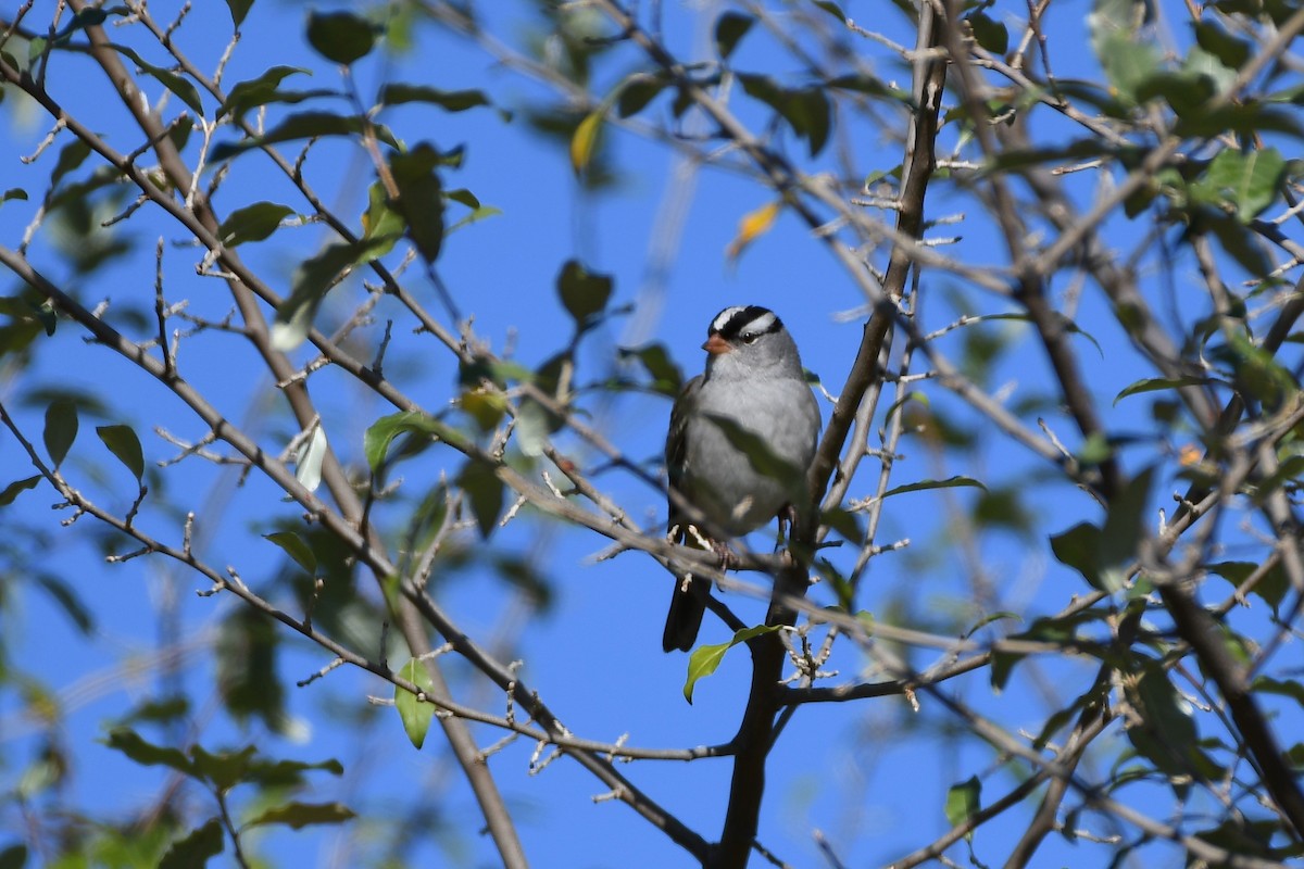 White-crowned Sparrow - ML270504231
