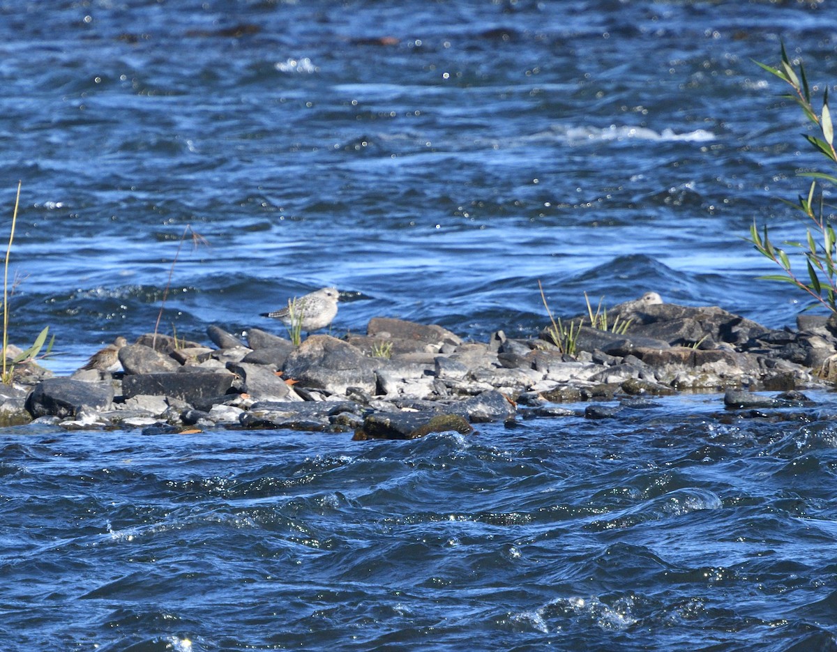 Black-bellied Plover - ML270506661