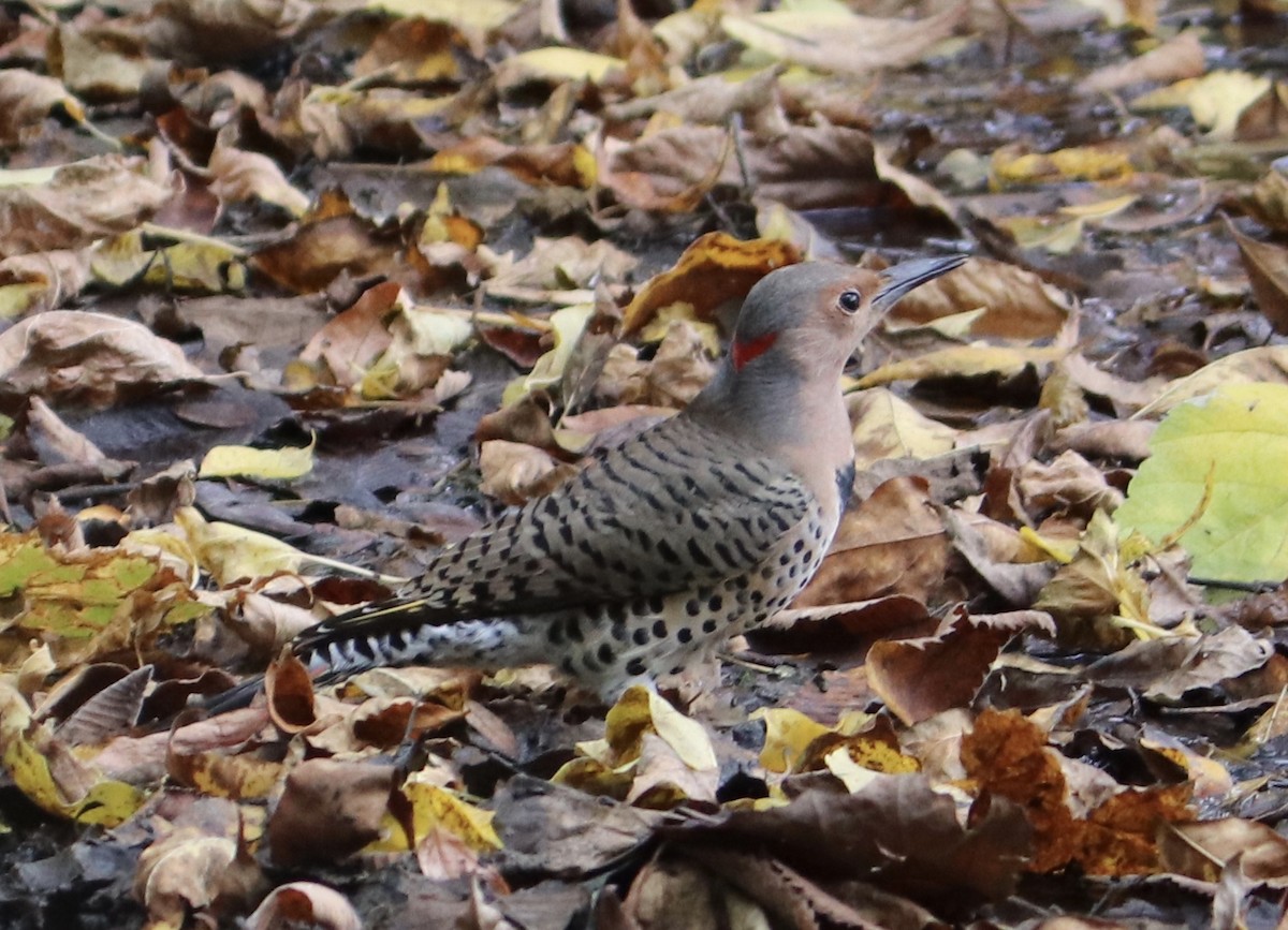 Northern Flicker - ML270506901