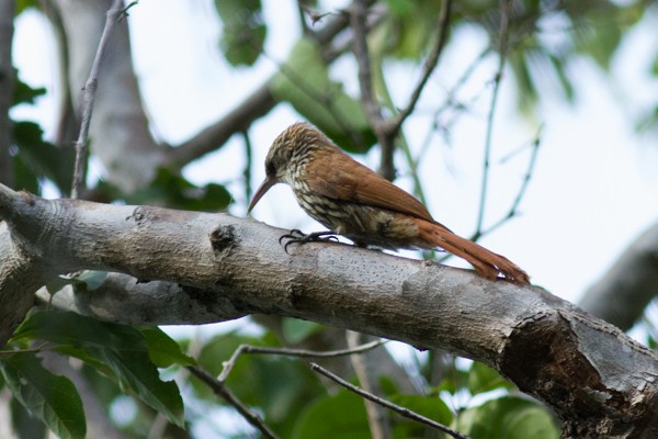 Scaled Woodcreeper (Wagler's) - ML27050791