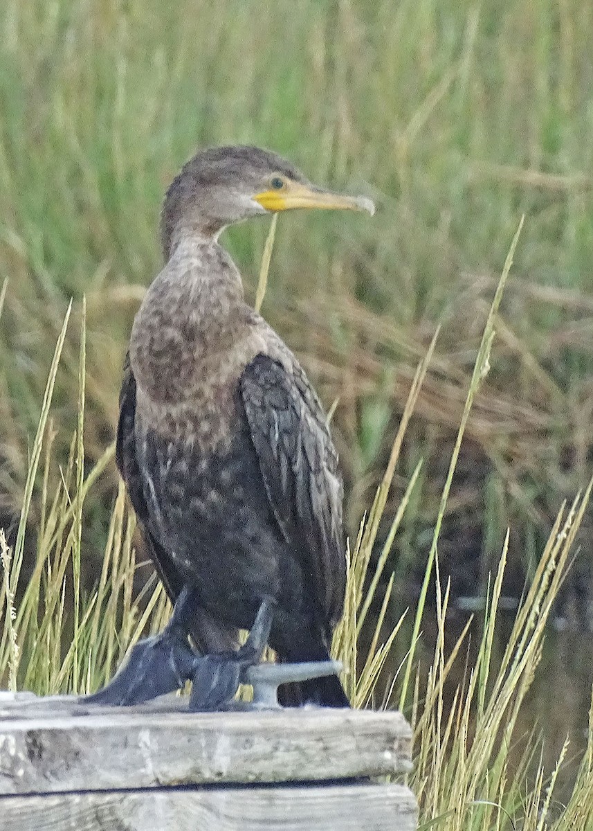 Double-crested Cormorant - ML270508691