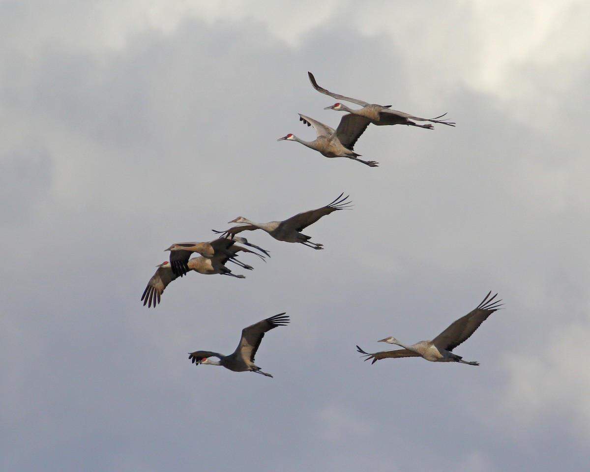 Sandhill Crane - ML270509321