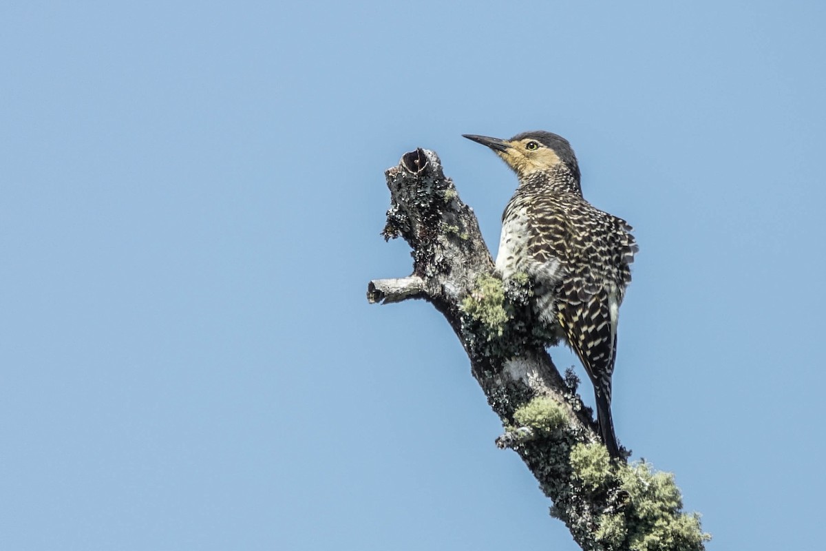 Chilean Flicker - ML270509441