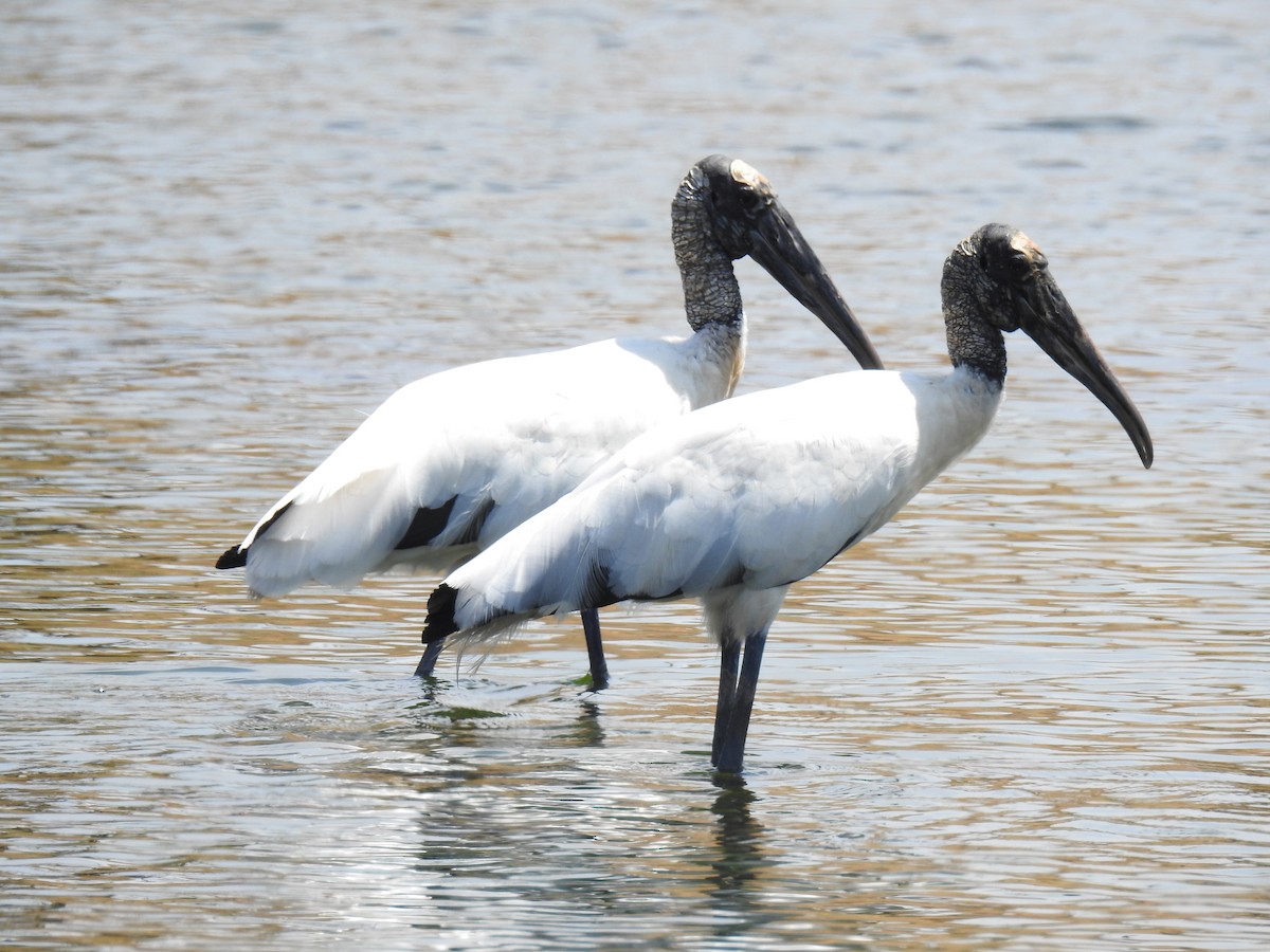 Wood Stork - ML270509931