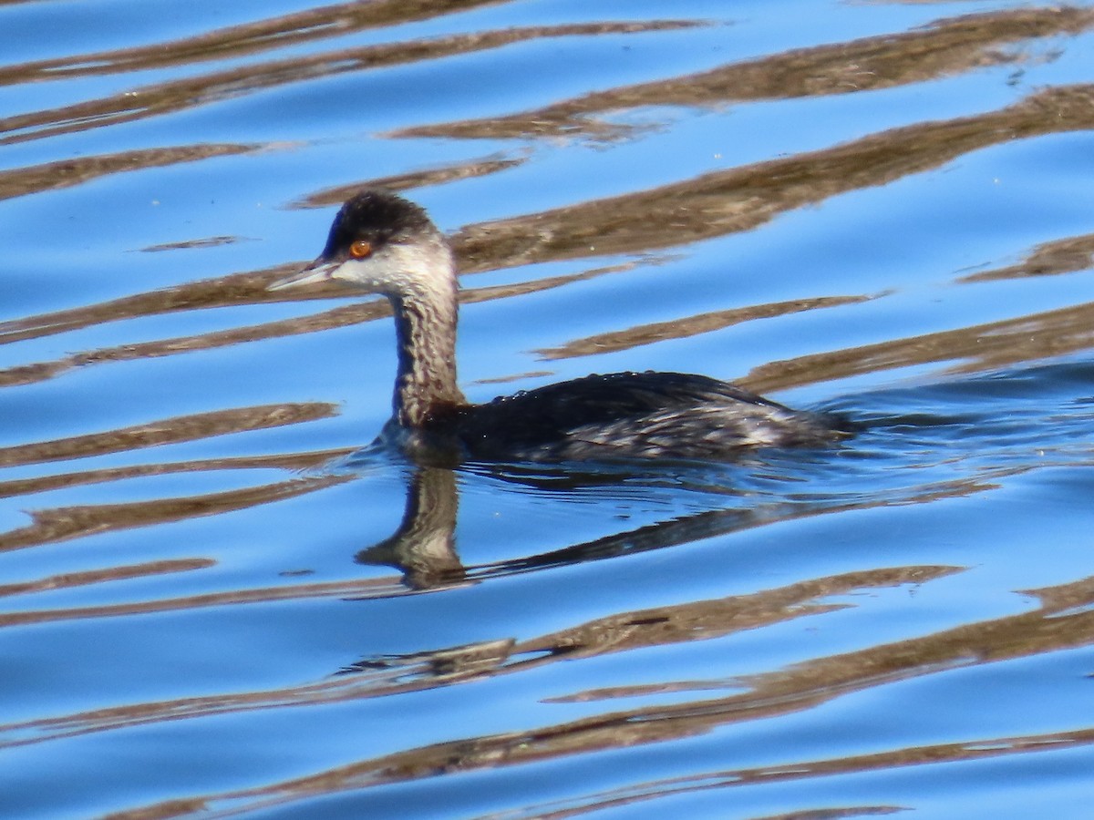 Eared Grebe - ML270510131