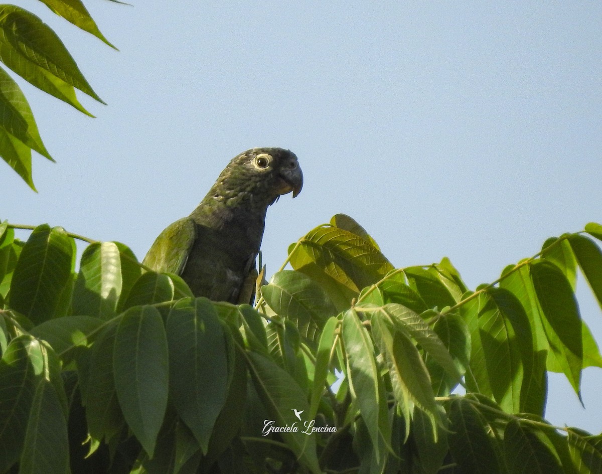 Scaly-headed Parrot - ML270512811