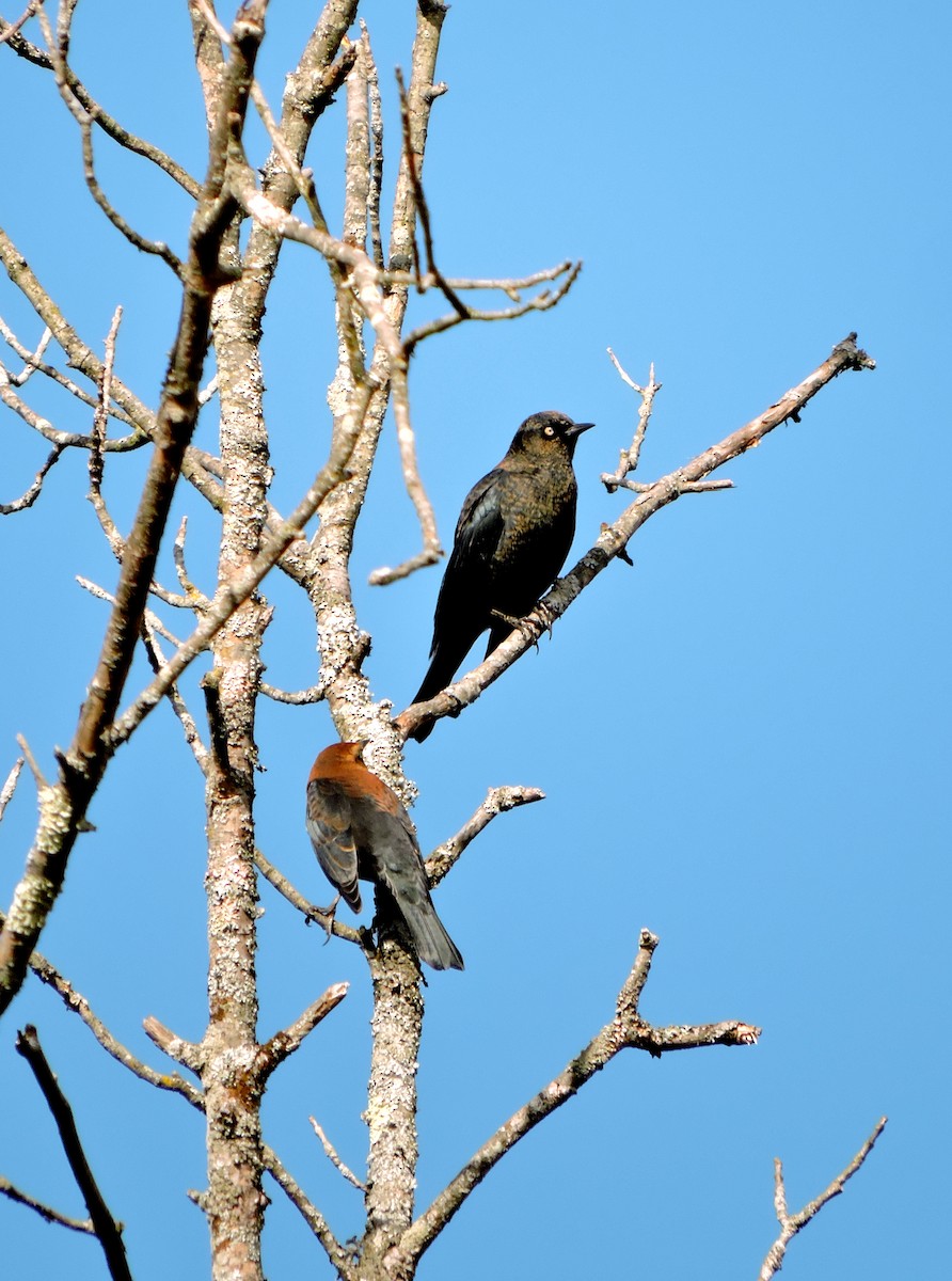 Rusty Blackbird - ML270513051