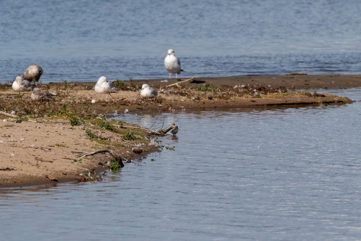 Bécasseau variable - ML270514431