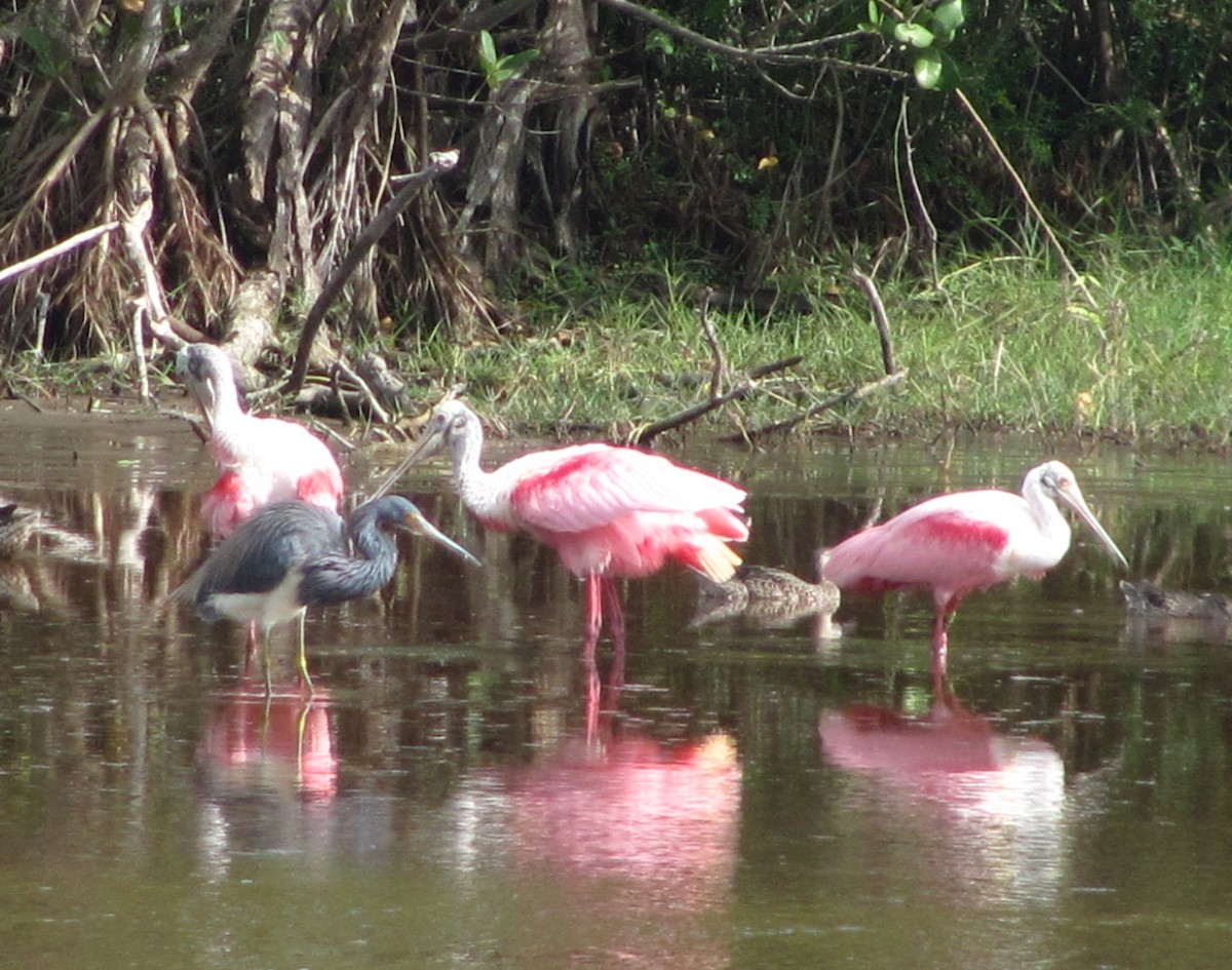 Roseate Spoonbill - Fred Shaffer