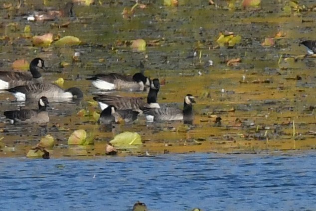 Barnacle x Canada Goose (hybrid) - Mark-Romer Bonnie-Soutar