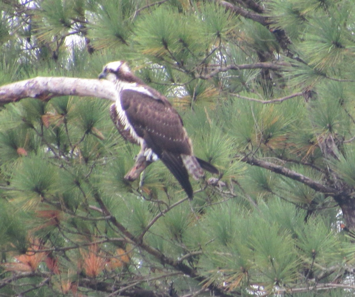 Osprey - ML270516131