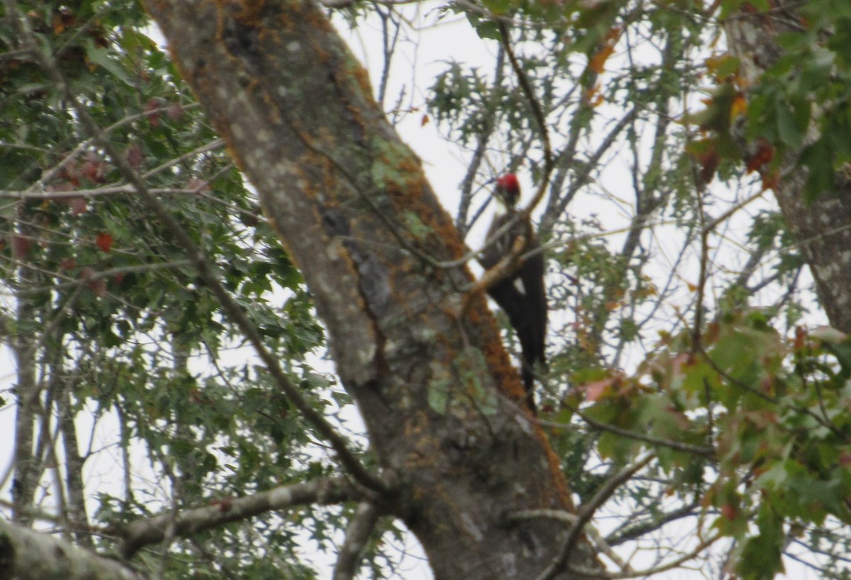 Pileated Woodpecker - ML270516791