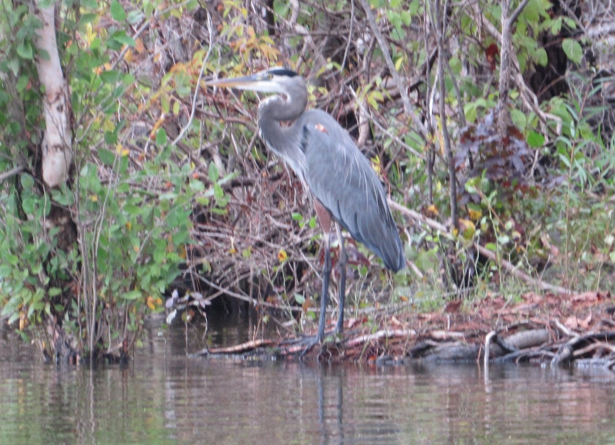 Great Blue Heron - ML270517241