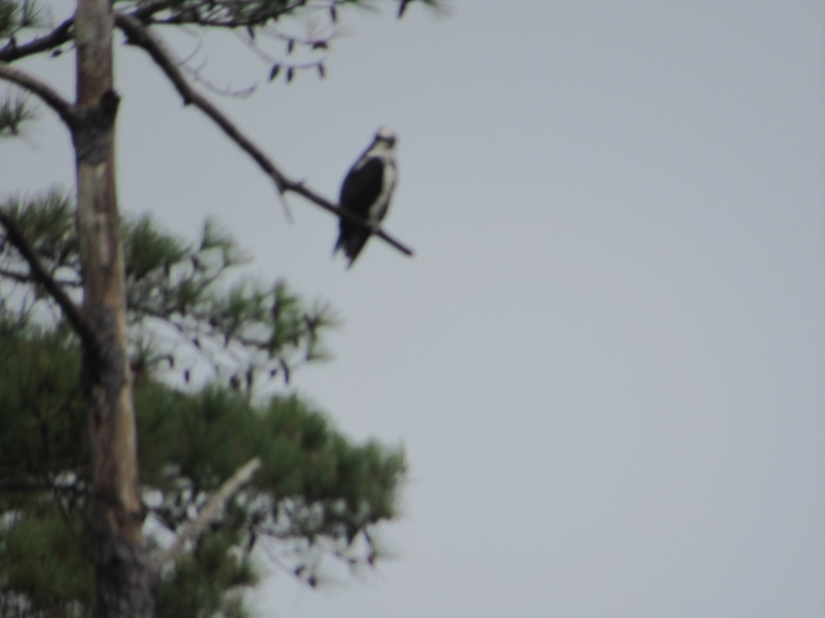Osprey - ML270517451