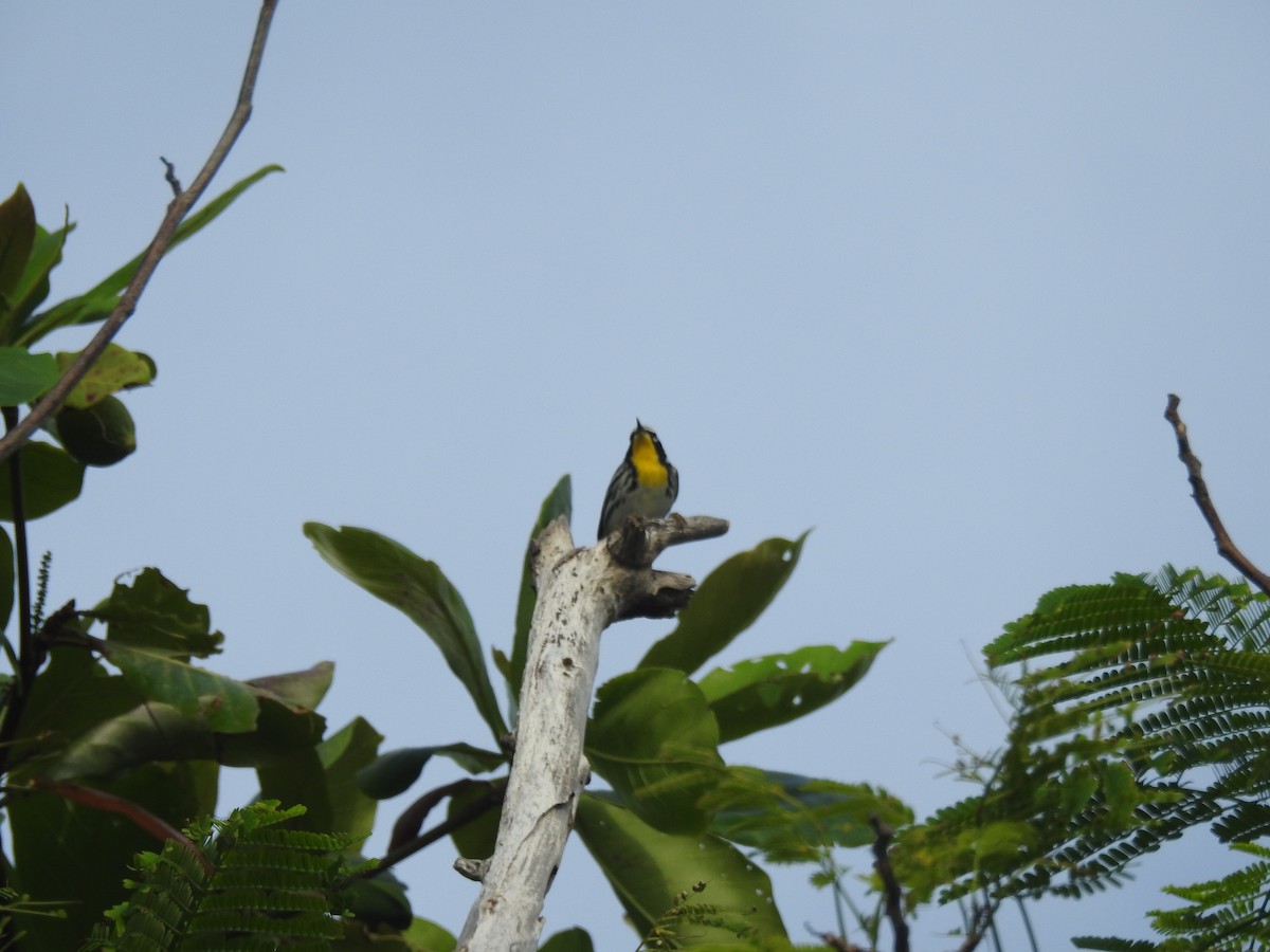 Yellow-throated Warbler - ML270517541