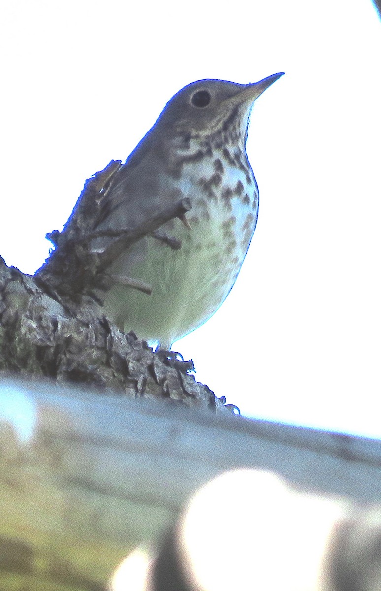 Hermit Thrush - ML270517651