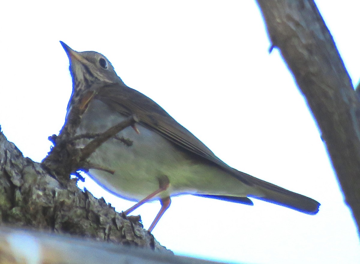 Hermit Thrush - ML270517661