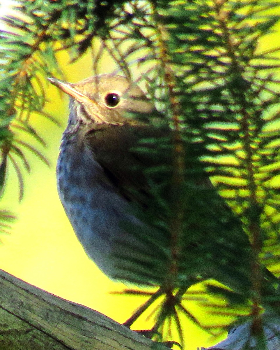 Hermit Thrush - ML270517701