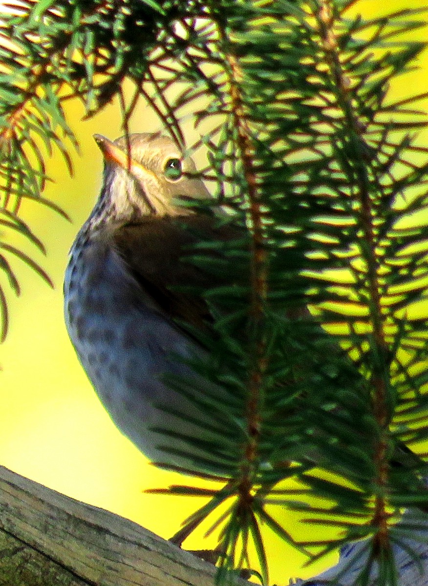 Hermit Thrush - ML270517711