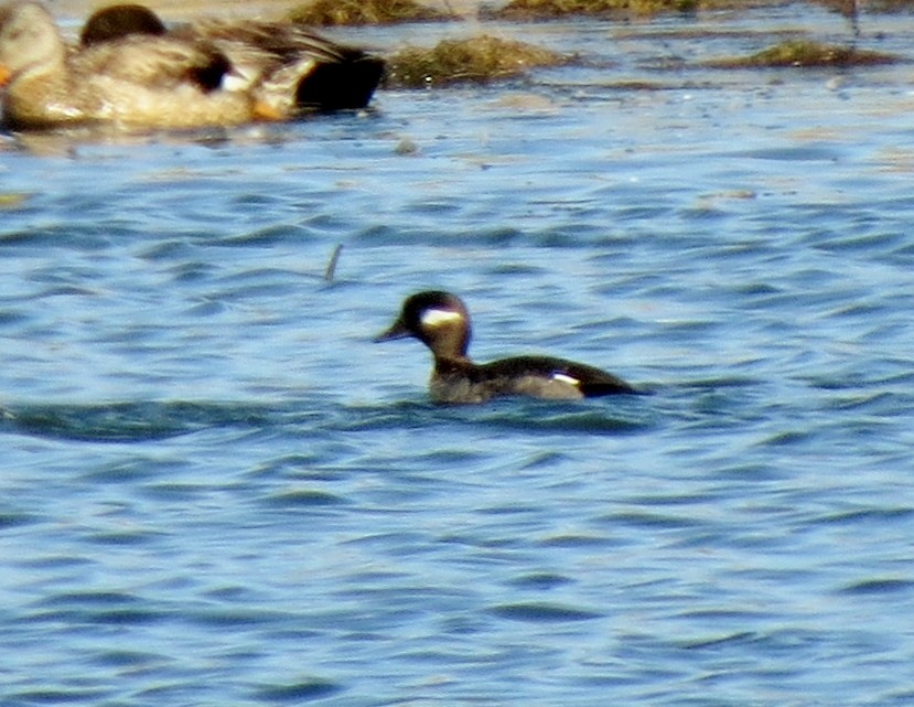 Bufflehead - ML27051901