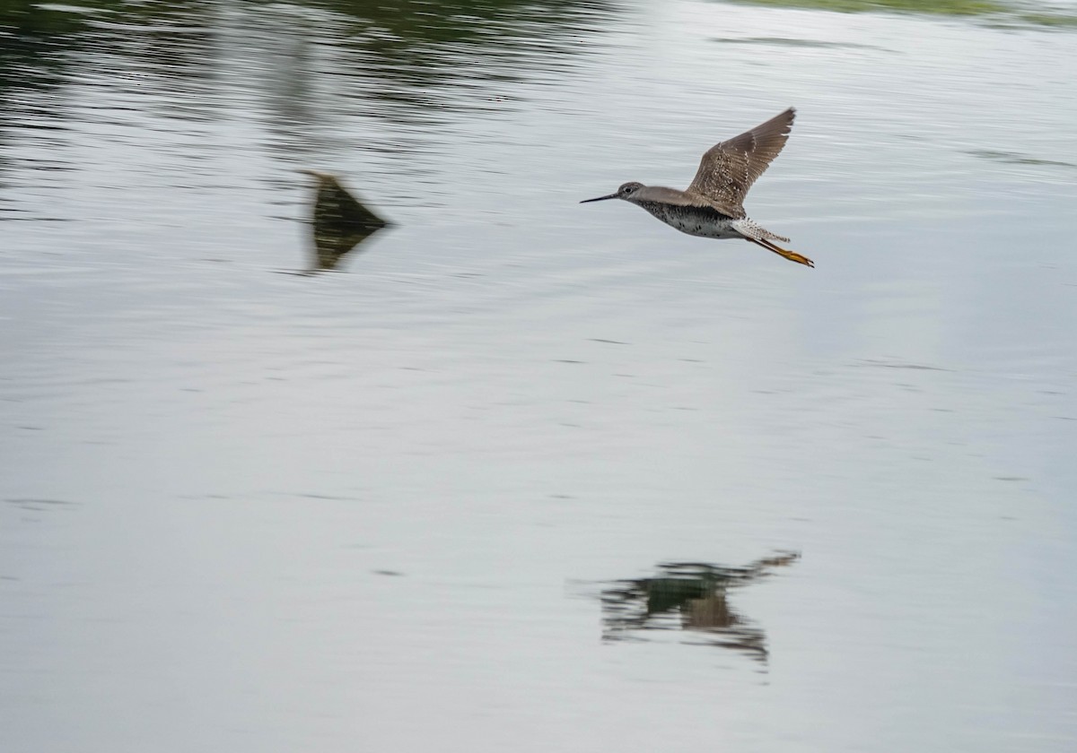 Greater Yellowlegs - ML270519121