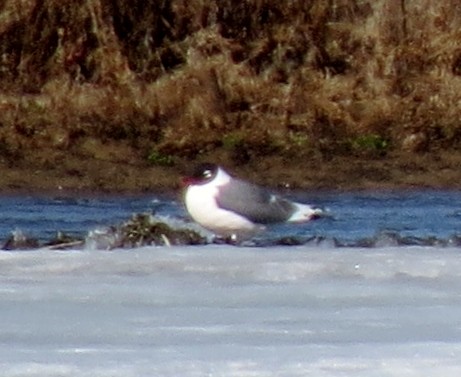 Franklin's Gull - ML27052041