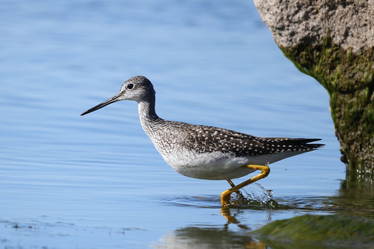 Greater Yellowlegs - Tim Lenz