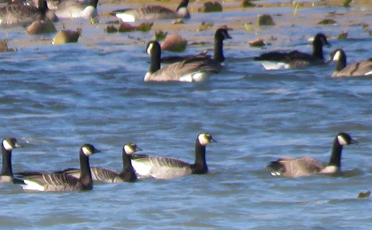 Branta musuzuria x Kanadako branta (hibridoa) - ML270521871