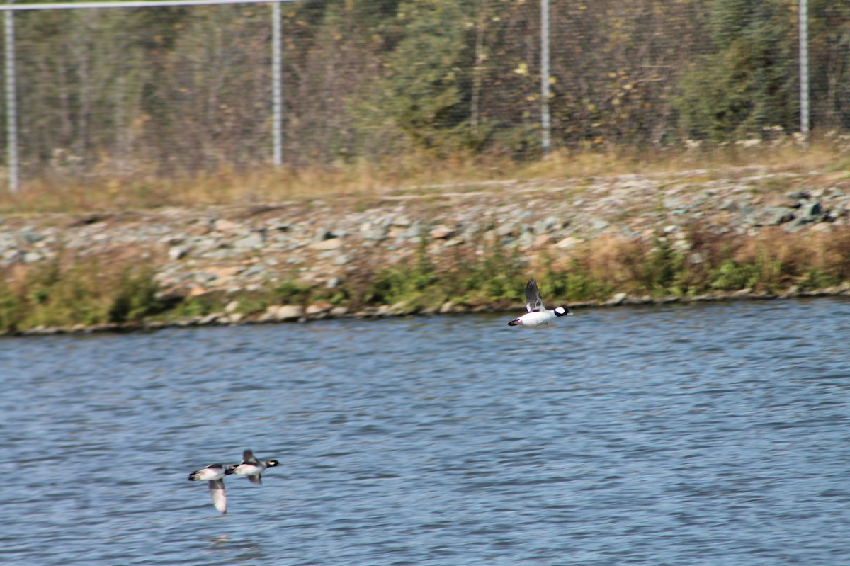 Bufflehead - ML270523701