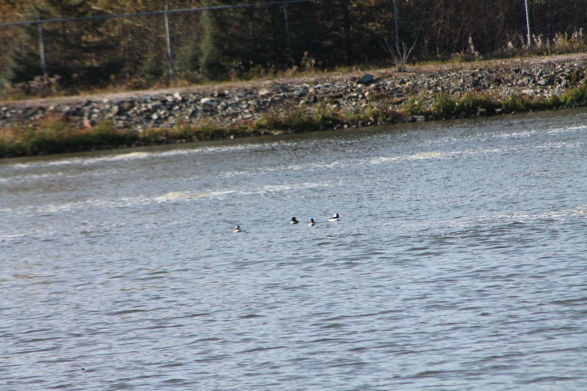 Bufflehead - ML270523751