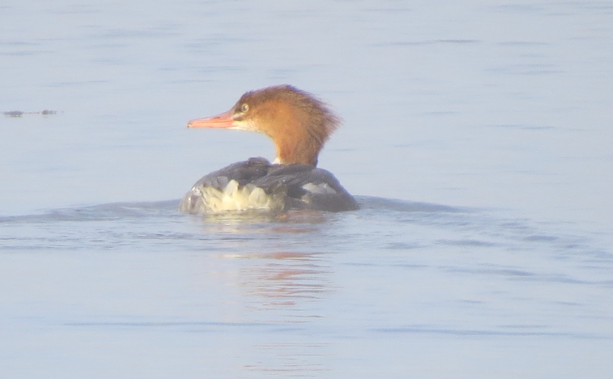 Common Merganser - ML270524591