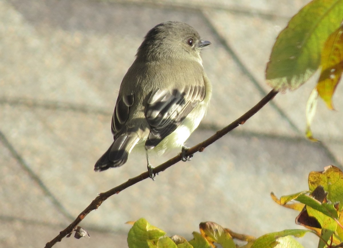 Eastern Phoebe - ML270524711