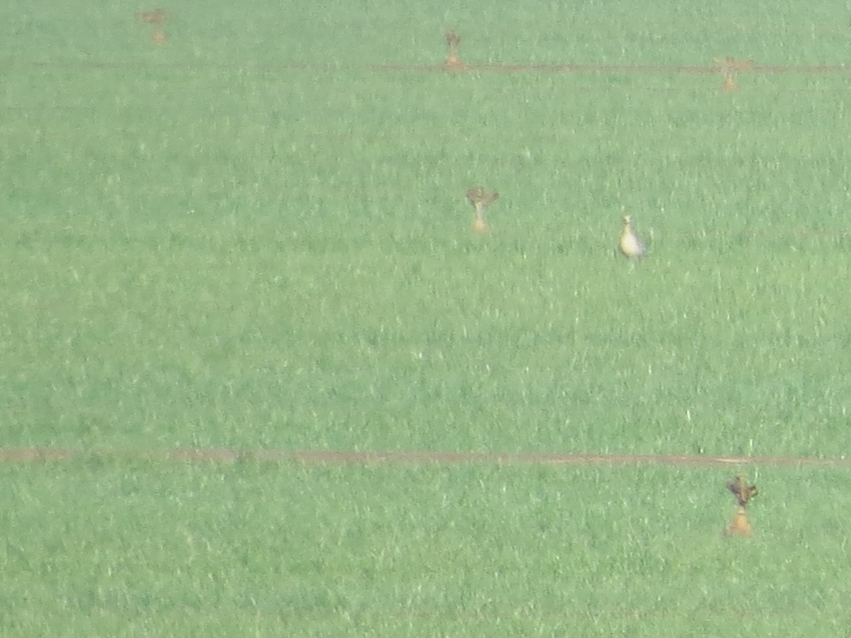 American Golden-Plover - ML270525121