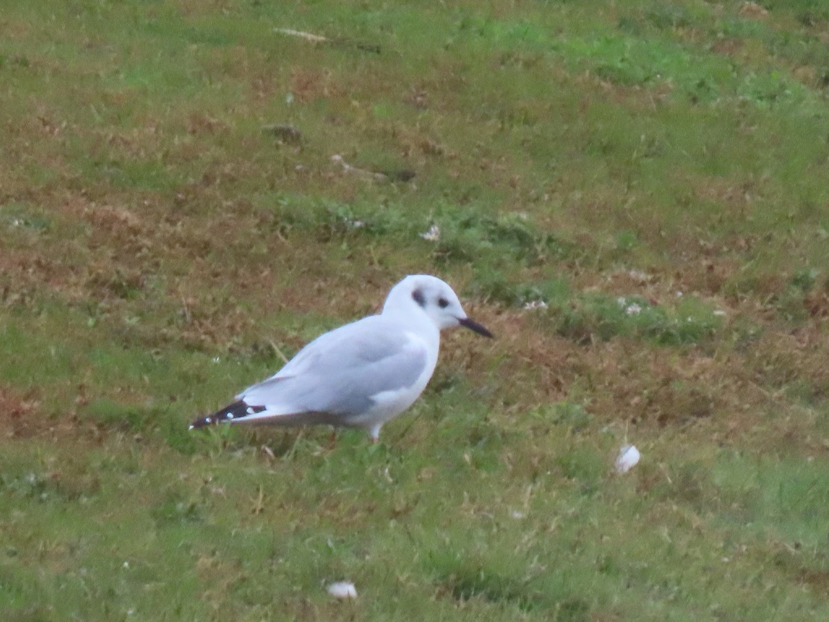 Bonaparte's Gull - ML270528111