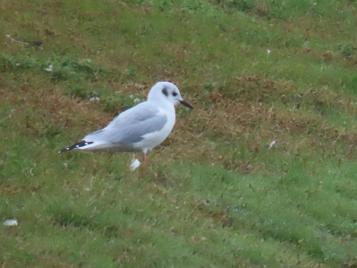 Bonaparte's Gull - ML270528181