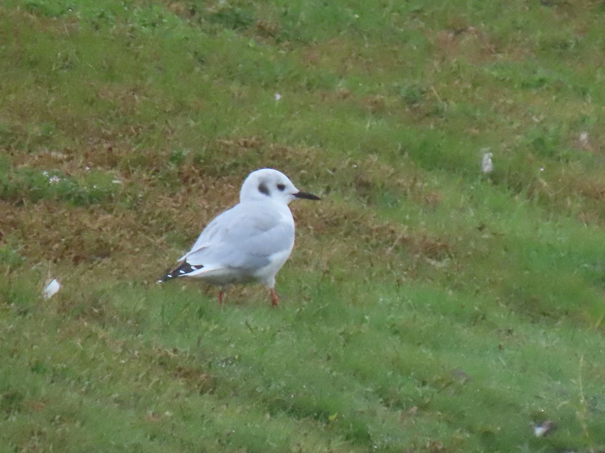 Bonaparte's Gull - ML270528281